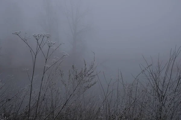 Nebliger Morgen. graue mystische Landschaft — Stockfoto