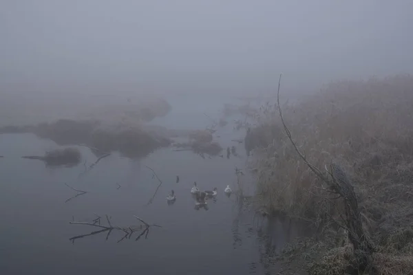 Ködös reggel. Szürke misztikus táj — Stock Fotó