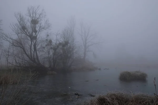 Foggy morning. Gray mystical landscape — Stock Photo, Image