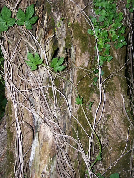 O tronco de uma árvore velha, coberto de grama e entrelaçado com lúpulo . — Fotografia de Stock