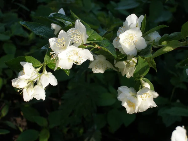 El jazmín floreció en el jardín. Primavera —  Fotos de Stock