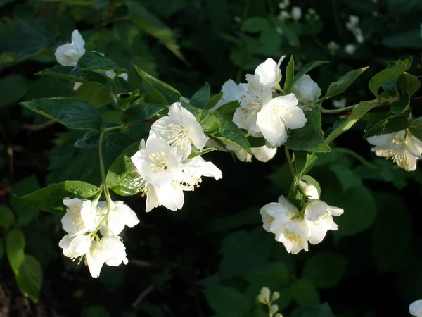 Jasmine Flower. Jasmim de jardim. Primavera. — Fotografia de Stock