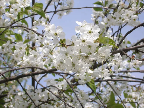 Primavera. Flores de cerezo en el jardín . — Foto de Stock