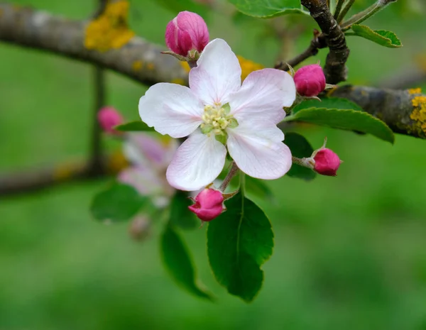 Kwiat Jabłka Ogrodzie Kwitły Jabłonie Wiosenne Koloryty Projekt Plakaty Kartki — Zdjęcie stockowe