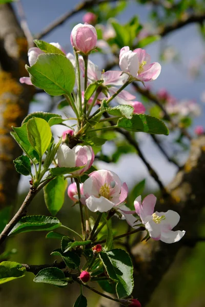 Apple Blossom Garden Apple Trees Bloomed Spring Collorites Your Design — Stock Photo, Image