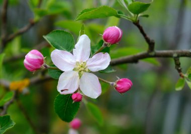 Elma çiçeği. Bahçede elma ağaçları çiçek açtı. Bahar kloritleri. Tasarımınız için, posterler, kartlar, tebrikler, afişler.