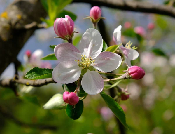 Kwiat Jabłka Ogrodzie Kwitły Jabłonie Wiosenne Koloryty Projekt Plakaty Kartki — Zdjęcie stockowe