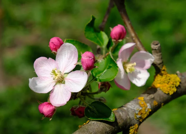 Apple Blossom. In the garden, apple trees bloomed. Spring collorites. For your design, posters, cards, congratulations, banners. — Stock Photo, Image