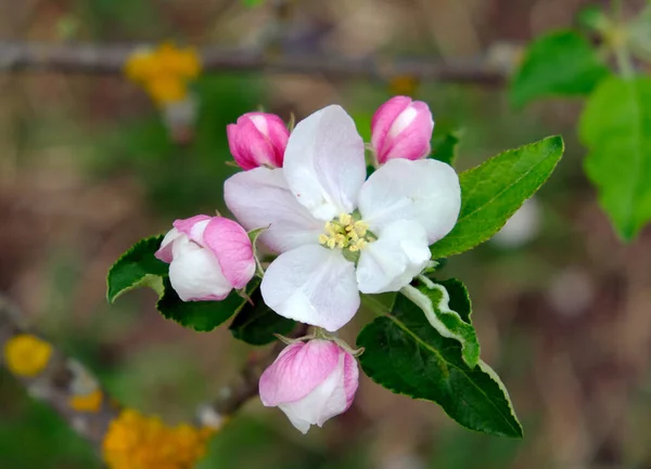 Kwiat Jabłka. W ogrodzie kwitły jabłonie. Wiosenne koloryty. Za projekt, plakaty, kartki, gratulacje, banery. — Zdjęcie stockowe