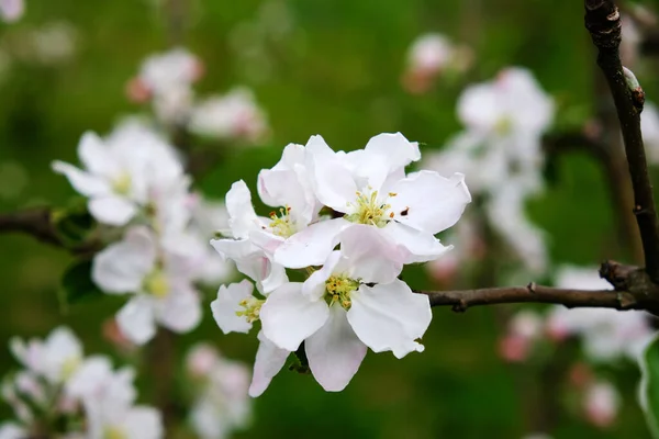 Apple Blossom. En el jardín, los manzanos florecieron. Colores de primavera. Para su diseño, carteles, tarjetas, felicitaciones, pancartas . — Foto de Stock