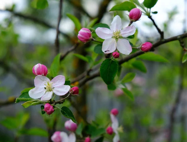 Apple Blossom. In the garden, apple trees bloomed. Spring collorites. For your design, posters, cards, congratulations, banners. — Stock Photo, Image