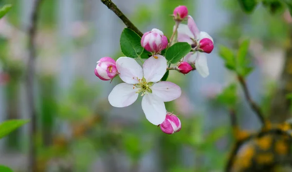 Apple Blossom. In the garden, apple trees bloomed. Spring collorites. For your design, posters, cards, congratulations, banners. — Stock Photo, Image
