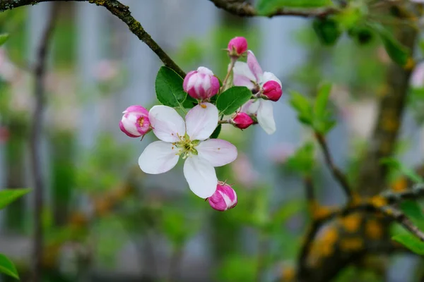 Apple Blossom. En el jardín, los manzanos florecieron. Colores de primavera. Para su diseño, carteles, tarjetas, felicitaciones, pancartas . — Foto de Stock