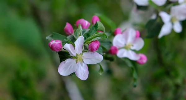 Apple Blossom. No jardim, as macieiras floresceram. Colorites de primavera. Para o seu design, cartazes, cartões, parabéns, banners . — Fotografia de Stock