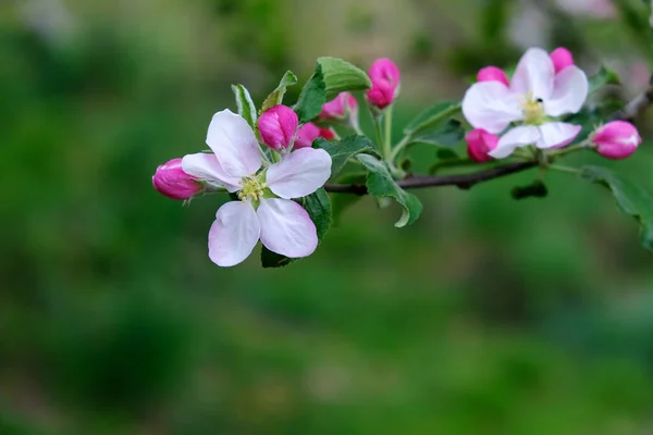 Apple Blossom. In the garden, apple trees bloomed. Spring collorites. For your design, posters, cards, congratulations, banners. — Stock Photo, Image