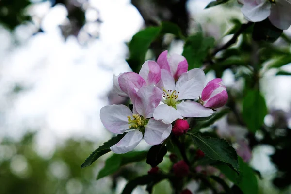 Apple Blossom. In the garden, apple trees bloomed. Spring collorites. For your design, posters, cards, congratulations, banners. — Stock Photo, Image