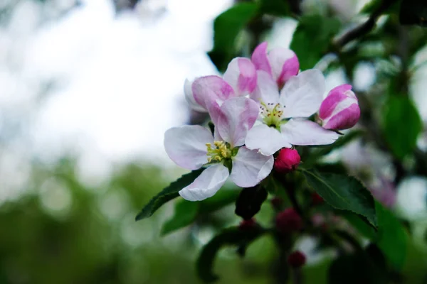 Apple Blossom. In the garden, apple trees bloomed. Spring collorites. For your design, posters, cards, congratulations, banners. — Stock Photo, Image