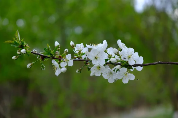 Apple Blossom. En el jardín, los manzanos florecieron. Colores de primavera. Para su diseño, carteles, tarjetas, felicitaciones, pancartas . — Foto de Stock