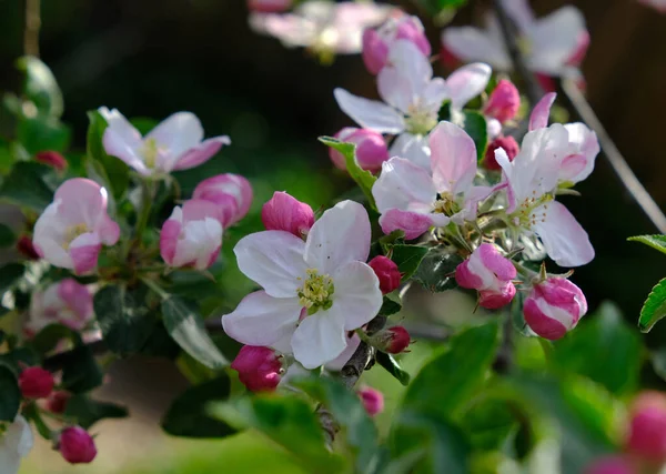 Apple Blossom. In the garden, apple trees bloomed. Spring collorites. For your design, posters, cards, congratulations, banners