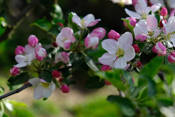 Apple Blossom Jardín Los Manzanos Florecieron Colores Primavera Para Diseño — Foto de Stock