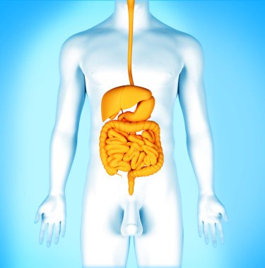İnsan sindirim sistemi. 3d anatomi illüstrasyonu.