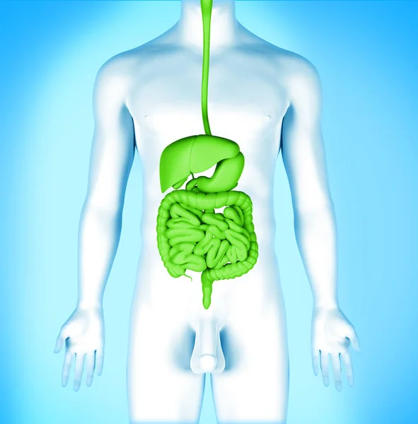 Sistemul Digestiv Uman Ilustrație — Fotografie, imagine de stoc