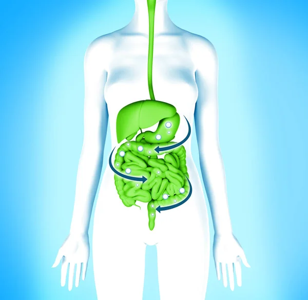 Desintoxicação Sistema Digestivo Mulheres Dieta Limpeza Corpo — Fotografia de Stock