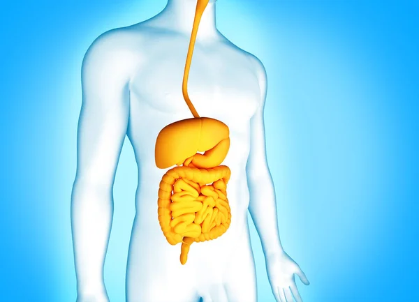 Sistema Digestivo Anatomia Humana Ilustração — Fotografia de Stock