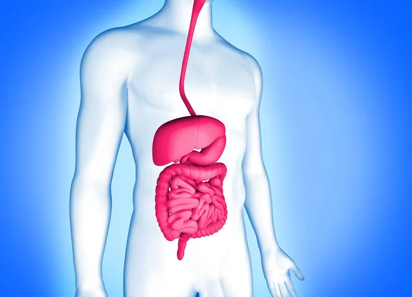 Ilustração Sistema Digestivo Humano — Fotografia de Stock