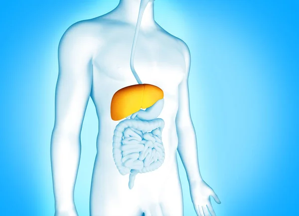 Spijsverteringssysteem Met Lever Menselijke Anatomie Ilustratie — Stockfoto