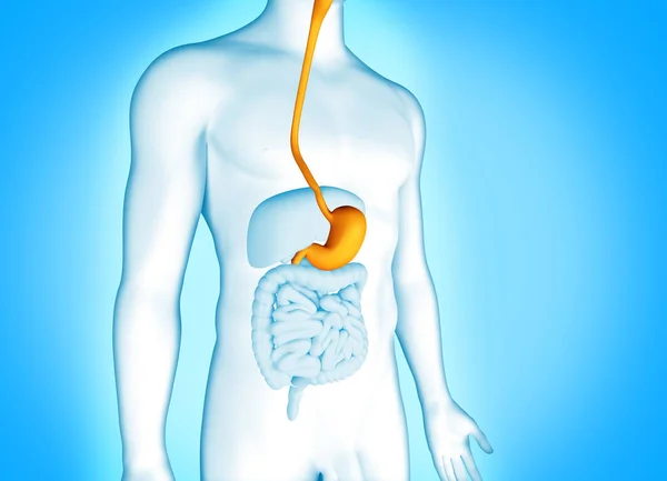 Sistema Digestivo Com Estômago Anatomia Humana Ilustração — Fotografia de Stock