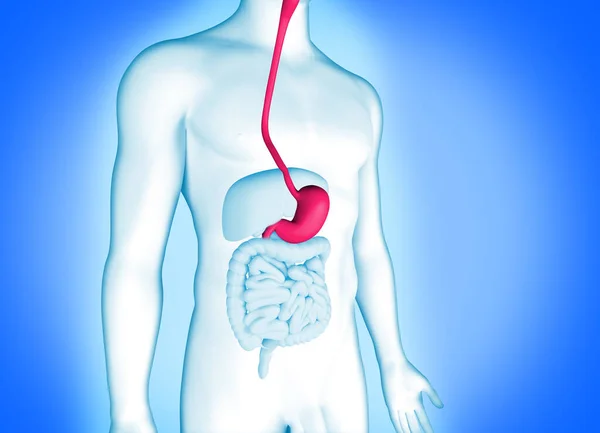 胃のあるヒト消化器系の3Dイラスト — ストック写真