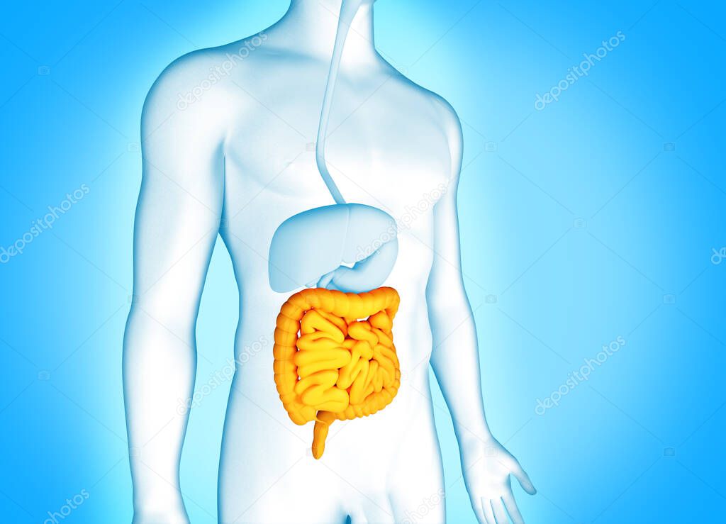 Digestive system with intestine. Human anatomy 3d ilustration.