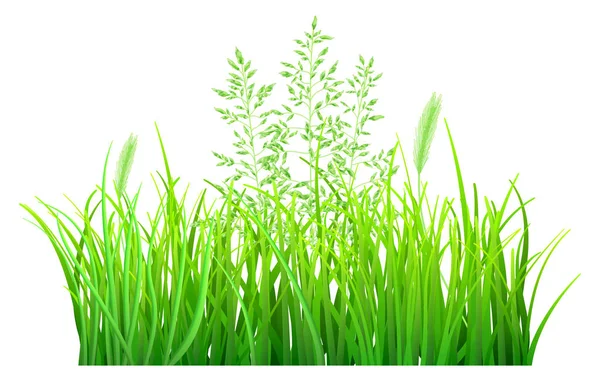 Groen gras — Stockvector