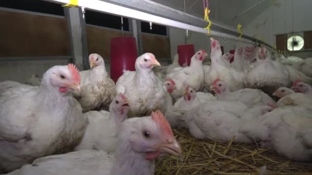 Chicken in poultry farm 