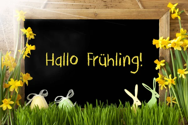 Soliga Narcissus, påskägg, Bunny, Hallo Fruehling betyder Hej våren — Stockfoto