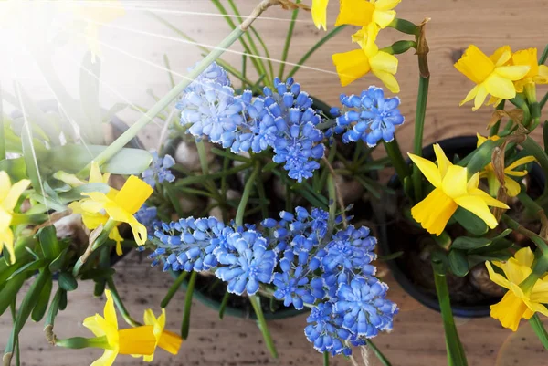 Zonnige Lentebloemen, Narcissus en druif hyacint — Stockfoto