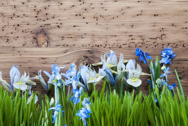 Kevät niitty Crocus ja Gras, Kopioi tilaa — kuvapankkivalokuva