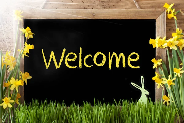 Welcome Text Sunny Narcis, Velikonoční zajíček, — Stock fotografie