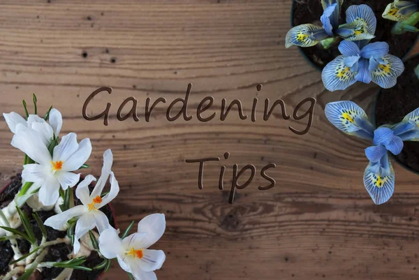 Šafrán a Hyacinth, tipy pro zahradničení Text — Stock fotografie
