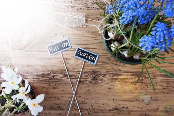 Sonnenblumen, Schilder, Mülleimer im Garten — Stockfoto