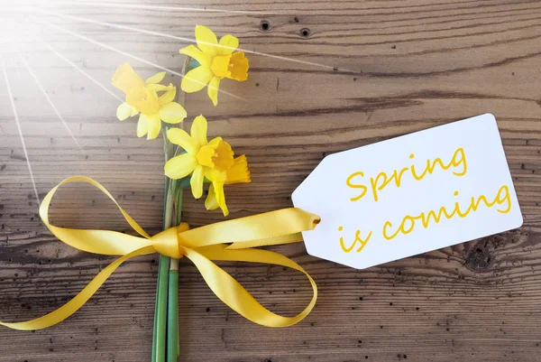 Zonnige Narcissus, Label, tekst lente komt — Stockfoto