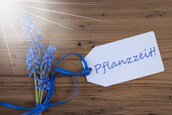 Sunny Srping Grape Hyacinth, Label, Pflanzzeit Means Planting Season — Stock Photo, Image