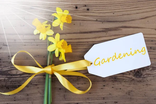 Zonnige lente Narcissus, Label, tekst tuinieren — Stockfoto