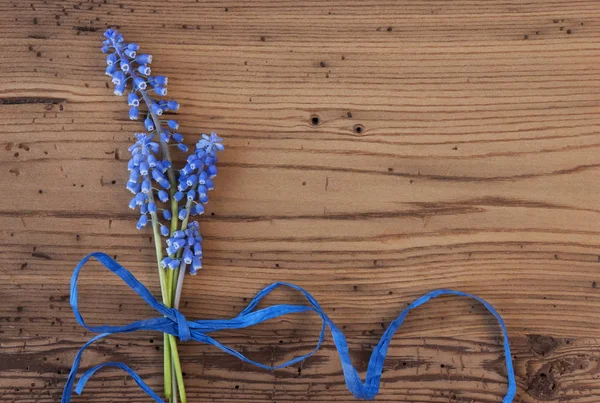 Colocação plana de jacinto de uva azul ensolarado, espaço de cópia — Fotografia de Stock
