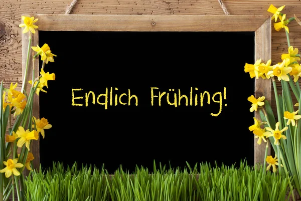 Flower Narcissus, Chalkboard, Endlich Fruehling Means Hello Spring — Stockfoto