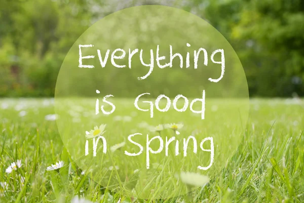 Gras Meadow, Daisy Flowers, Quote Everything Is Good In Spring — Stock Photo, Image