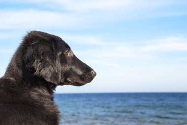 Okyanus, kopya alanı köpeğe