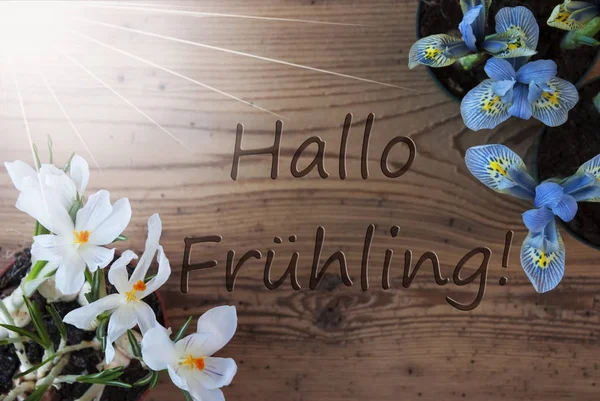 Zonnige Crocus en hyacint, Hallo Fruehling middelen Hello Spring — Stockfoto