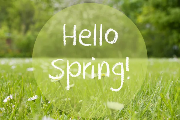 Gras weide, madeliefjebloemen, tekst Hello Spring — Stockfoto